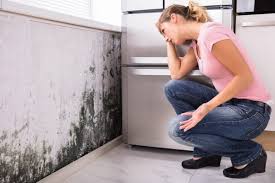 Why You Should Choose Our Mold Remediation Services in Williamsville, IL